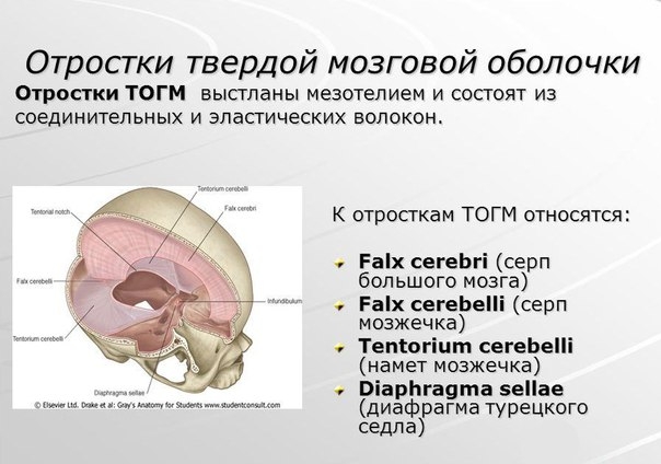 Намет, или палатка мозжечка: анатомия, прикрепления, топография и биомеханика краниосакрального ритма.