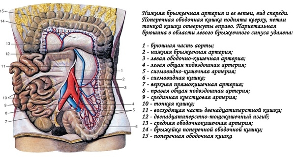 Нижняя и верхняя брыжеечные артерии