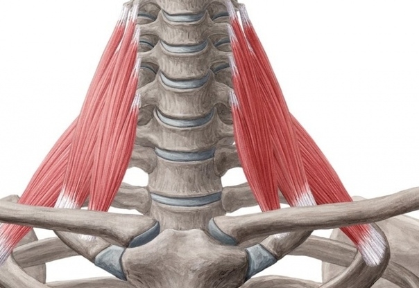 Лестничные мышцы отходят от боковых частей костей шеи и крепятся к ребрам. Группа лестничных мышц состоит из трех мышц: