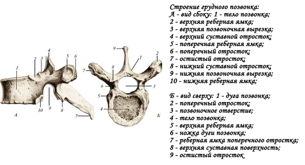 Позвонок (vertebra) состоит из тела (corpus vertdbrae), которое обращено вперед и является его опорной частью. Позади тела располагается дуга позвонка (arcus vertdbrae), соединяющаяся с телом позвонка при помощи двух ножек (peddnculi arcus vertdbrae). В р