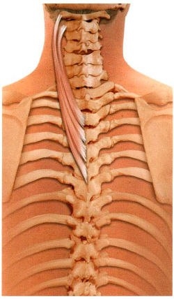 Ременная мышца шеи