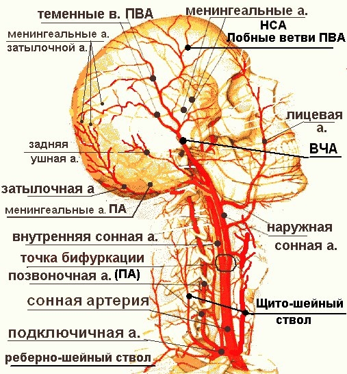 Сосуды головного мозга.