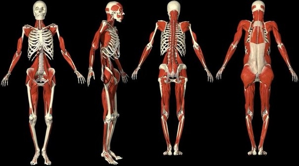 Интересные факты о мышцах и костях.