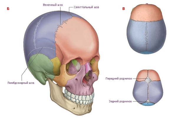 Техника париетального spread теменных костей