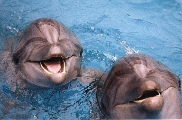 Звуки, издаваемые дельфинами, обладают целебным эффектом!