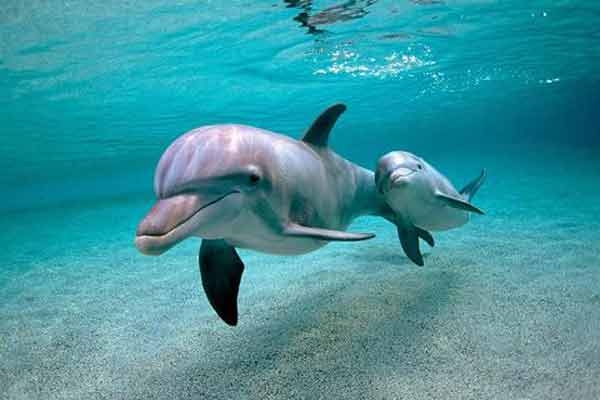 Улучшаем свое самочувствие с помощью дельфинов