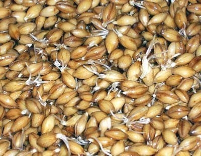 Бесценная польза проростков пшеницы