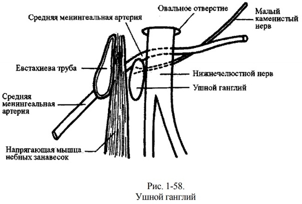 Ушной ганглий Ушной ганглий