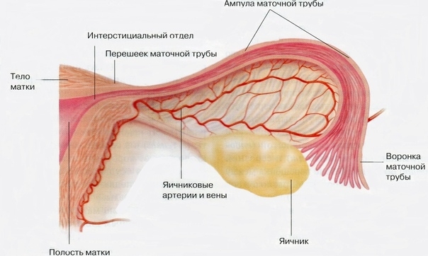Техника коррекции маточной трубы Техника коррекции маточной трубы