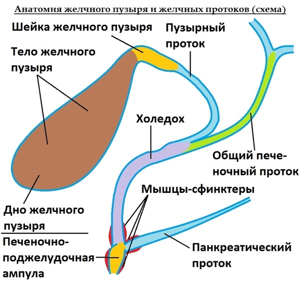 Техника уравновешивания общего желчного протока (холедоха) Техника уравновешивания общего желчного протока (холедоха)