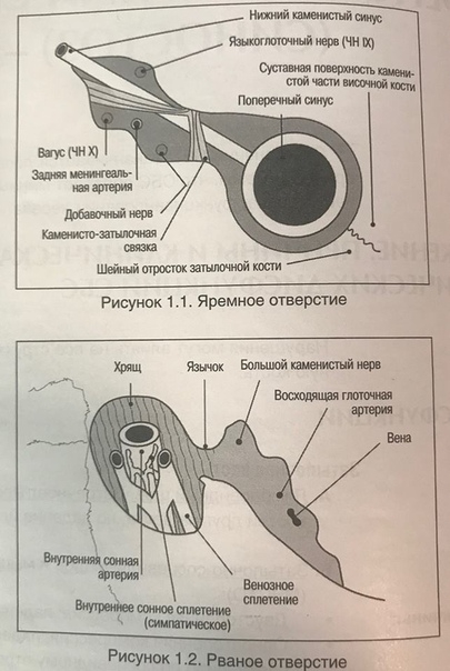 Костные дисфункции каменисто-затылочной борозды (каменисто-затылочного синхондроза) Костные дисфункции каменисто-затылочной борозды (каменисто-затылочного синхондроза)