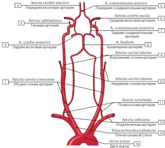 Техника Барраля для позвоночной/базилярной артерии