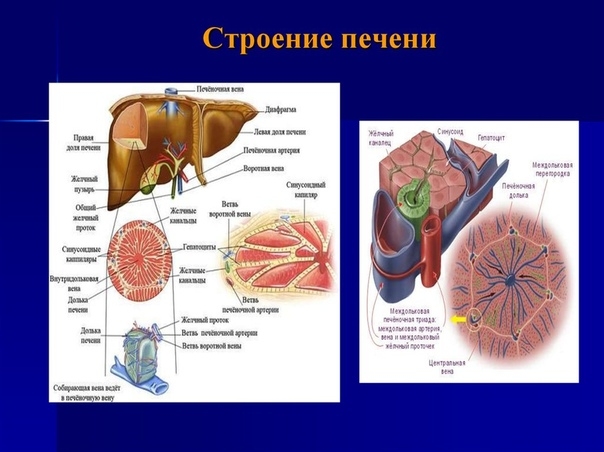 Поднятие печени Поднятие печени