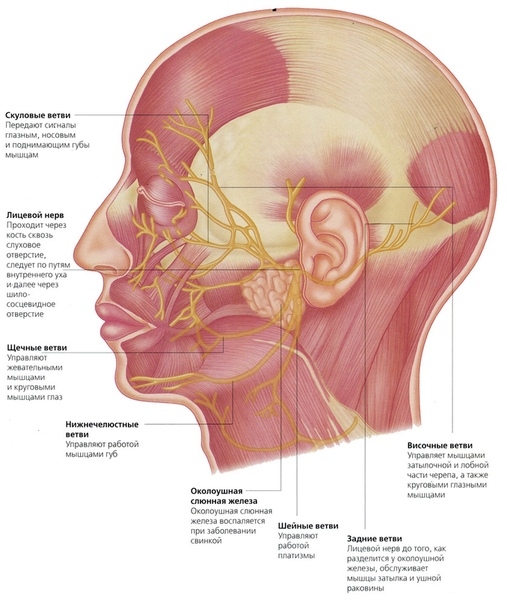 Лечение паралича лицевого нерва