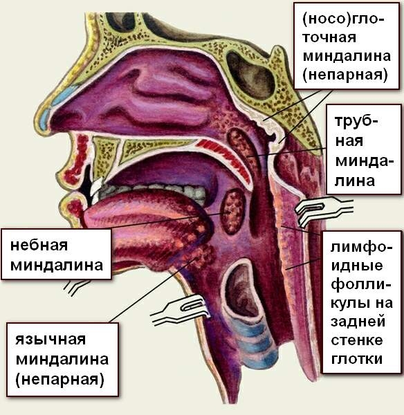 Периферическое головокружение, связанное с нарушением функции лабиринта. Лечение