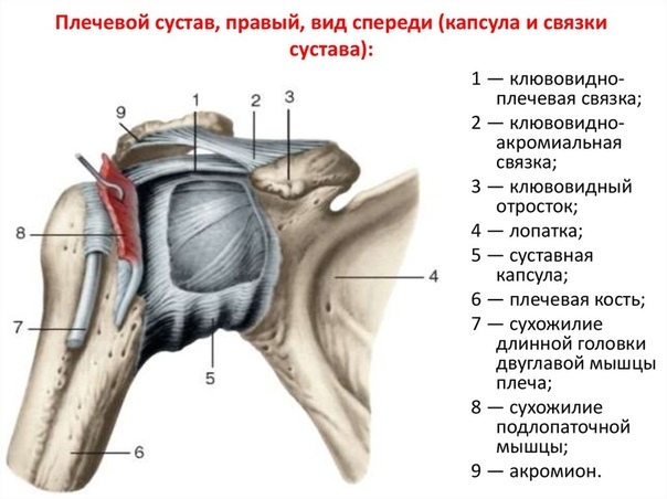 Артикуляция плече-лопаточного и плечевого сустава. На примере правого Артикуляция плече-лопаточного и плечевого сустава. На примере правого