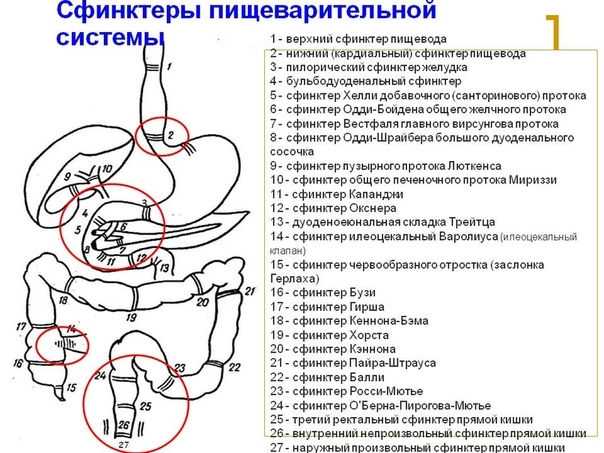 Висцеральная остеопатия от Ж-П. Барраля. Висцеральная остеопатия от Ж-П. Барраля.