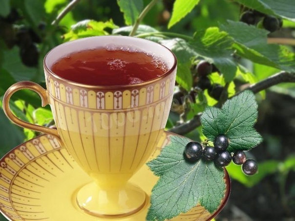 Соберите листья смородины на зиму! 4 причины пить чай из листьев смородины
