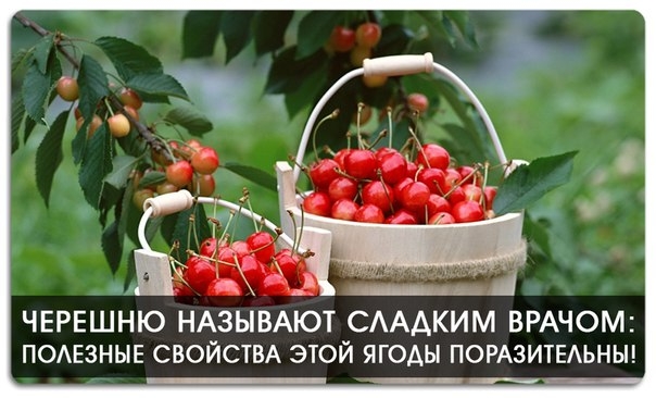 Черешню называют сладким врачом: полезные свойства этой ягоды поразительны! Черешню называют сладким врачом: полезные свойства этой ягоды поразительны!