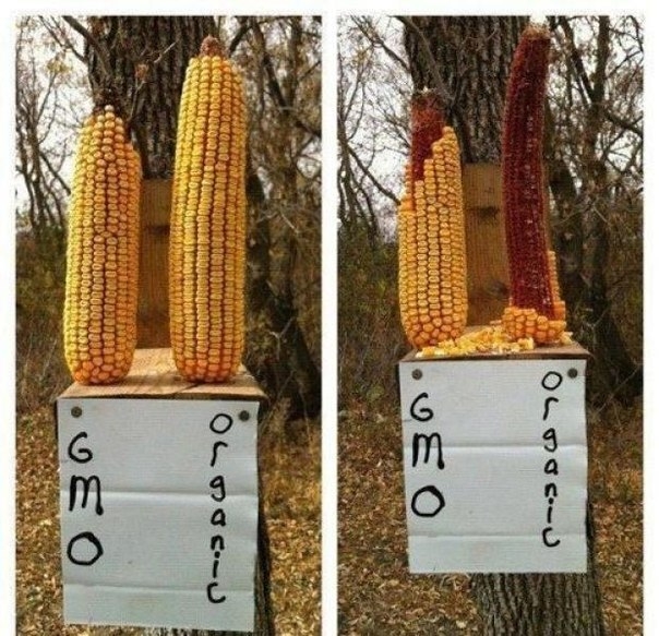 ГМО-экперименты ради наживы