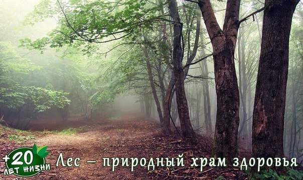 Лес – природный храм здоровья