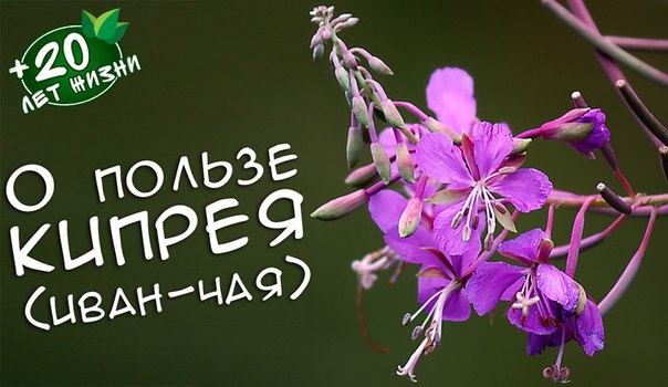 О пользе кипрея (иван-чая) О пользе кипрея (иван-чая)