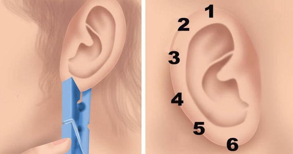 На каждом ухе есть не менее шести точек, каждая из которых напрямую связана с определенным участком человеческого тела...