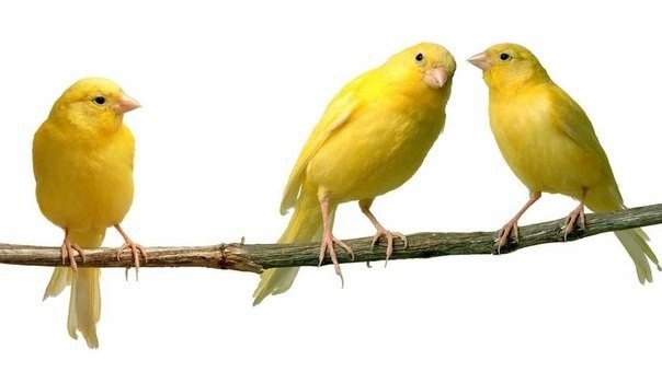 Орнитотерапия: лечебное пение птиц