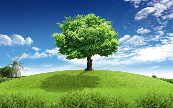Наверное, все знают, что каждое дерево обладает своей энергетикой: дерево может стать для вас и целителем, и защитником, и источником силы. Главное – знать особые секреты.