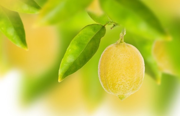 10 причин пить утром натощак воду с лимоном