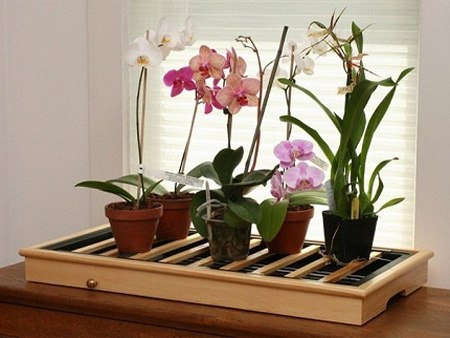 Как заставить Орхидею фаленопсис зацвести?