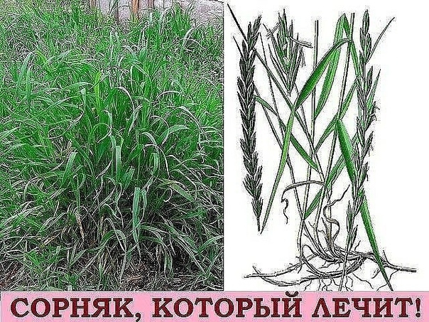 Пырей — это злостный сорняк, который Господь дает нам буквально под ноги для нашего лечения. Пырей — это злостный сорняк, который Господь дает нам буквально под ноги для нашего лечения.