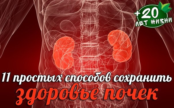 11 простых способов сохранить здоровье почек 11 простых способов сохранить здоровье почек