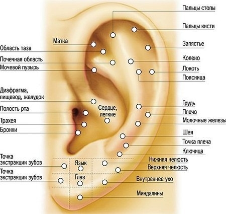 Биологически активные точки на ухе