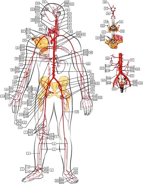 Наиболее крупные артериальные анастомозы (схема):