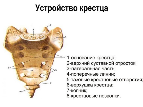 Крестец. Г.И. Мэгоун