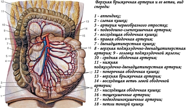 Верхняя брыжеечная артерия Верхняя брыжеечная артерия