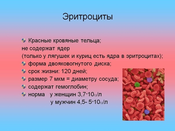 Эритроциты имеют форму вдавленного диска что обеспечивает увеличение их продолжительности жизни