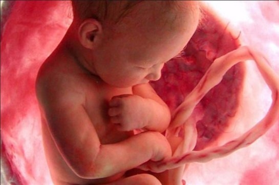 Циркуляция цереброспинальной жидкости и желудочки мозга у эмбриона.