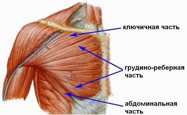Зона аритмии в большой грудной мышце располагается на правой стороне грудной клетки между 4 и 5 ребрами (пятое межреберье), ниже точки пересечения нижнего края 5 ребра с вертикальной линией, проходящей посередине расстояния между краем грудины и соском. П