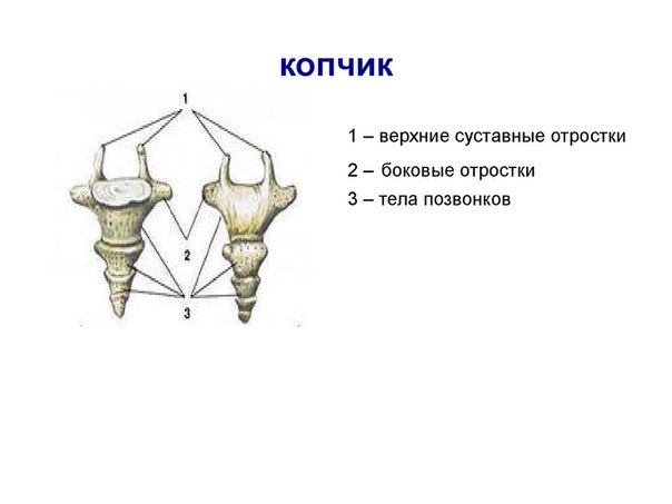 Коррекция копчика Коррекция копчика