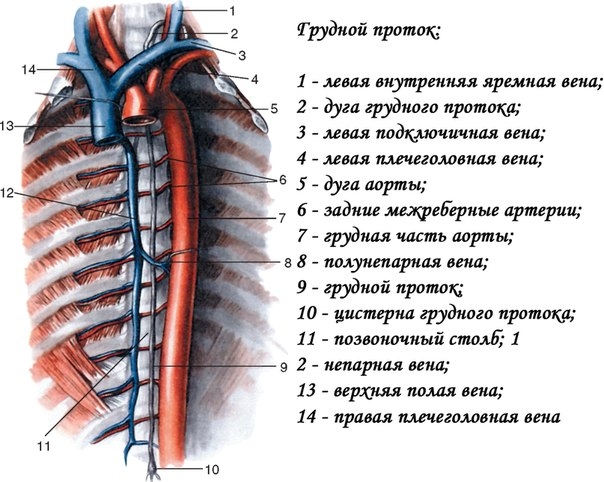 Лимфатические стволы и протоки (trunci et ductus lymphatici) осуществляют отток лимфы от частей тела или группы органов. От нижних конечностей, органов и стенок живота и таза лимфа оттекает в правый и левый поясничные стволы (trunci lumbales dexter et sin