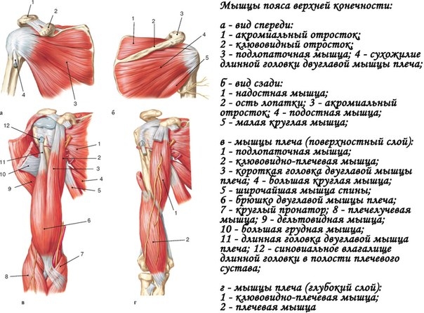 Мышцы пояса верхней конечности