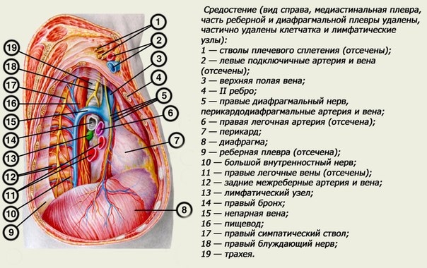 Органы грудной клетки человека что входит фото