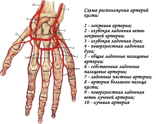 Анастомозы артерий верхней конечности