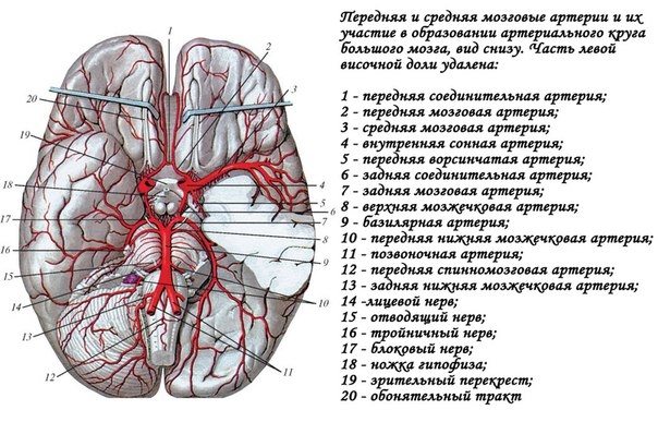 Передняя мозговая артерия (a. cerebri anterior) является конечной вет- вью внутренней сонной артерии. Она отходит от ствола внутренней сонной артерии выше глазной артерии, направляется вперед, затем вверх и кзади по медиальной поверхности полушария большо