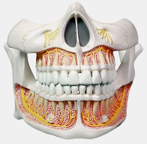 Нижняя челюсть имеет тесные биомеханические связи с тазовым комплексом.