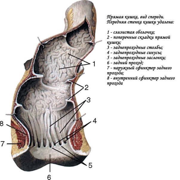 Прямая кишка (rectum) имеет S-образную форму. В кишке различают ампулу прямой кишки (ampulla recti) и заднепроходный канал (canalis analis). Длина кишки у взрослых колеблется от 13 до 16 см. Заднепроходный канал длиной 2,5-3,0 см заканчивается задним прох