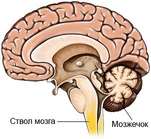 Техника коррекции кинетических дисфункций ствола мозга (по В. Chikly).