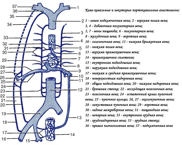 Венозные анастомозы между системами полых и воротной вен